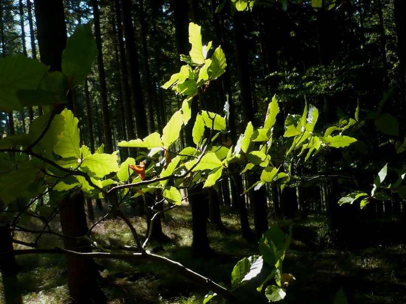 Hra světla