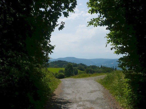 cesta z lesa