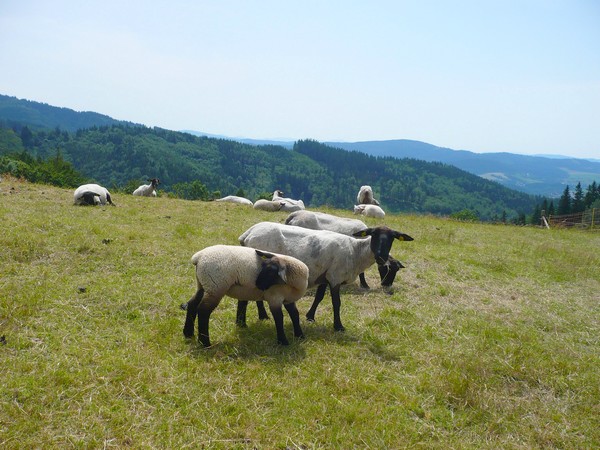 ovečky