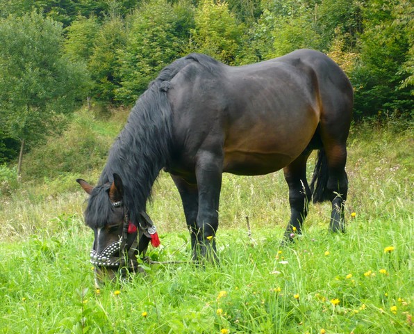 koník